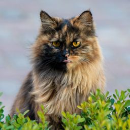 小猫可可豆