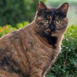 小猫多多黄