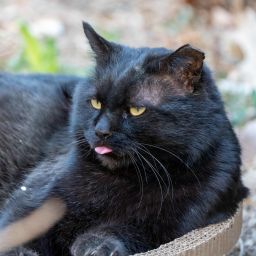小猫大黑