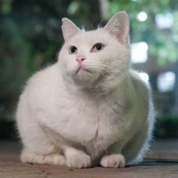 小猫小白