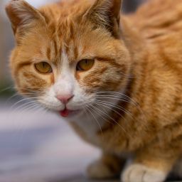 小猫橘子