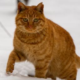 小猫橙子