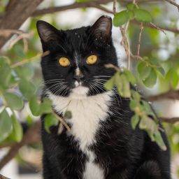 小猫牛牛