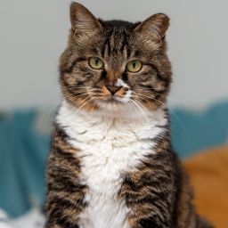 小猫花花