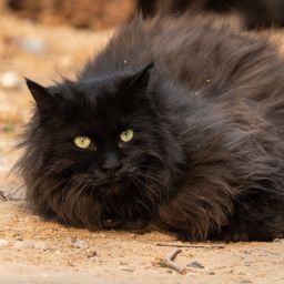 小猫阿毛