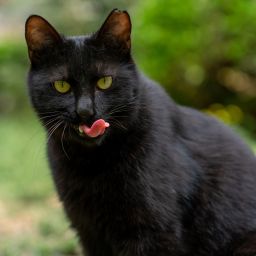 小猫mini黑